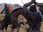 Mount & Blade II: Bannerlord - Игра приедет на Gamescom 2019