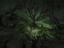 Разработчики Diablo Immortal рассказали о новой зоне "Проклятое царство" и подземелье "Яма мучений"