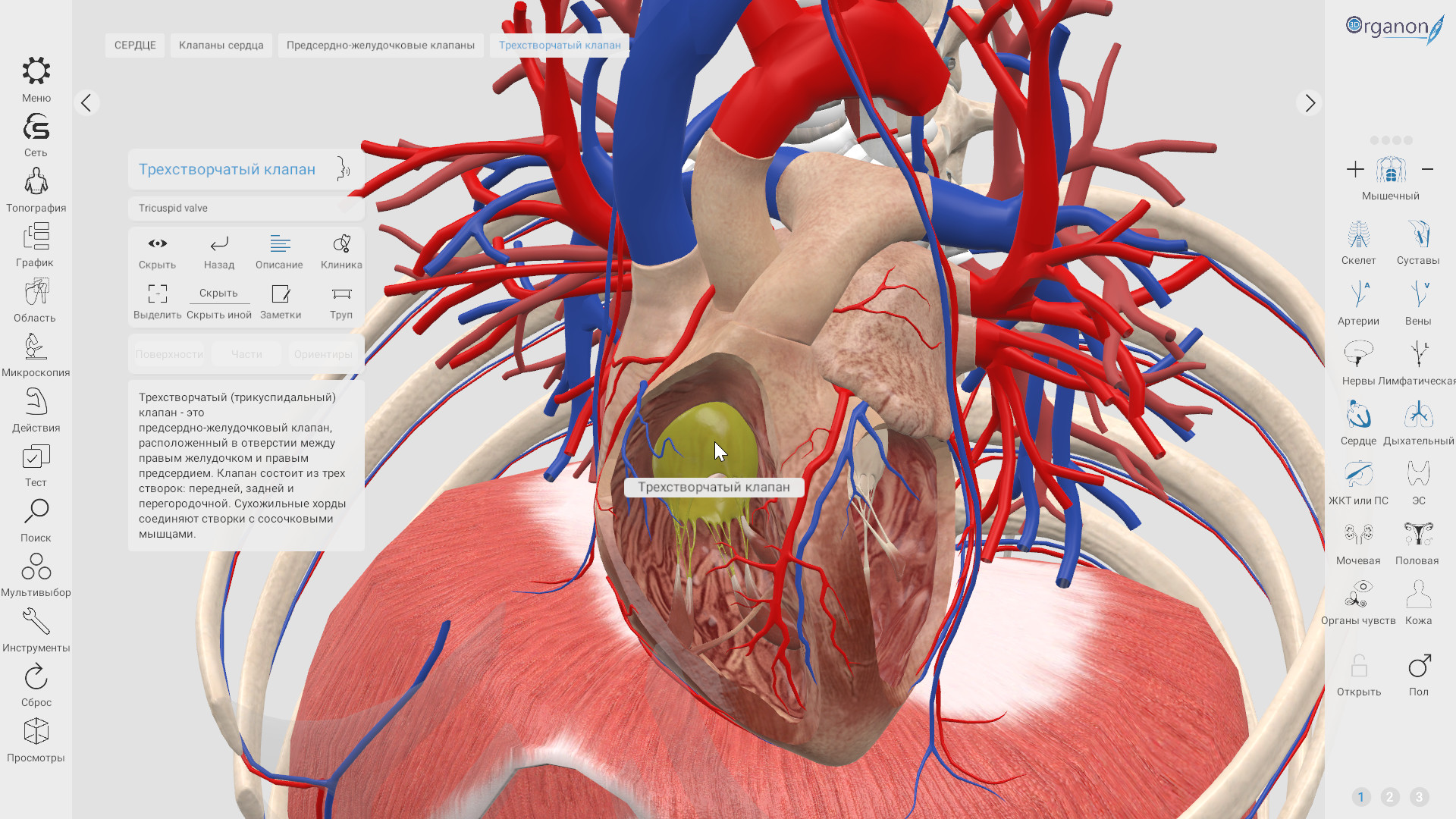 3d Organon VR Anatomy. 3d Organon VR Anatomy приложение. 3d Organon Anatomy Portable. Human Anatomy VR.