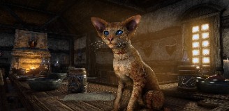 Убивай драконов в The Elder Scrolls Online и спасай котиков в реале