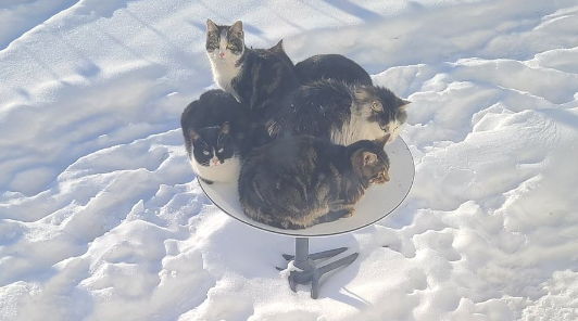 Прогрессивные канадские коты отказались от коробок в пользу тарелок Starlink — у них есть обогрев