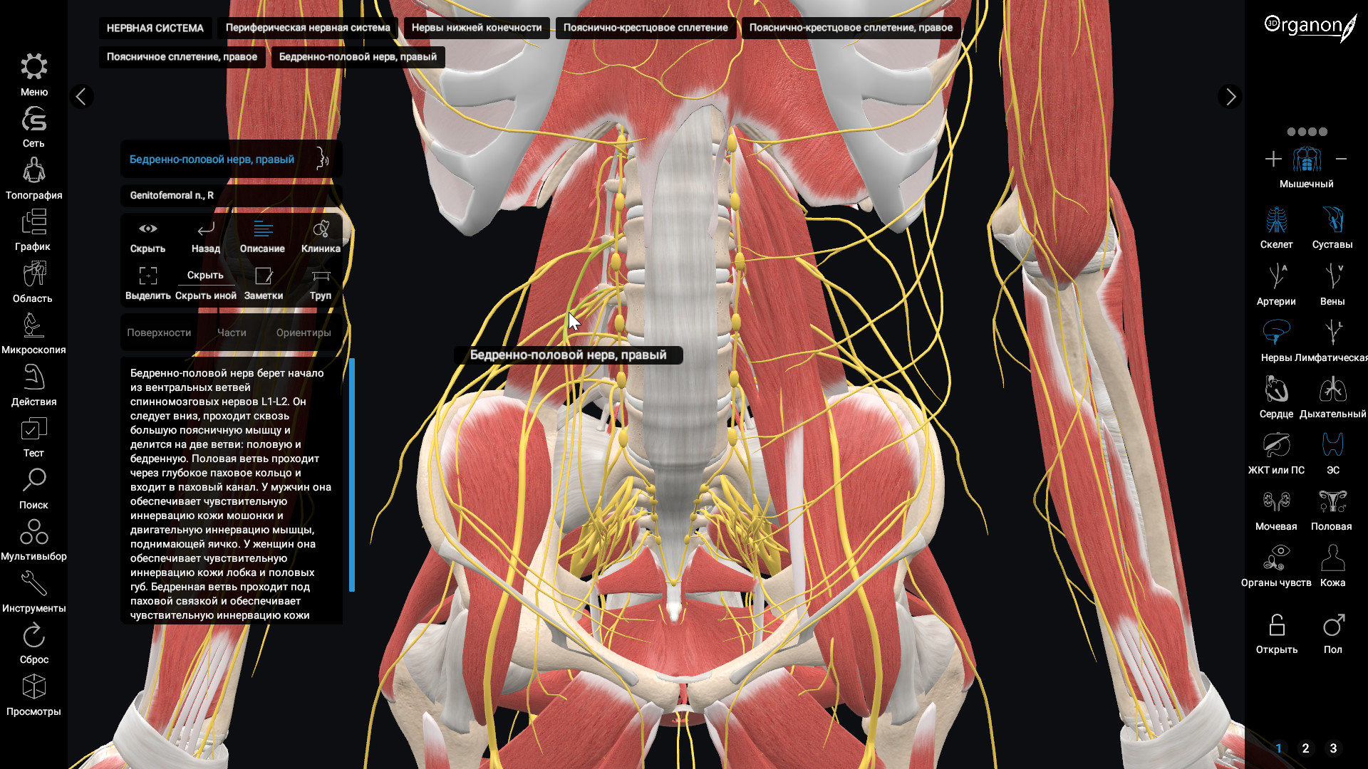 Анатомия твц. 3d Organon VR Anatomy. Анатомия человека VR. Программа анатомия человека 3d. Анатомия в динамике.