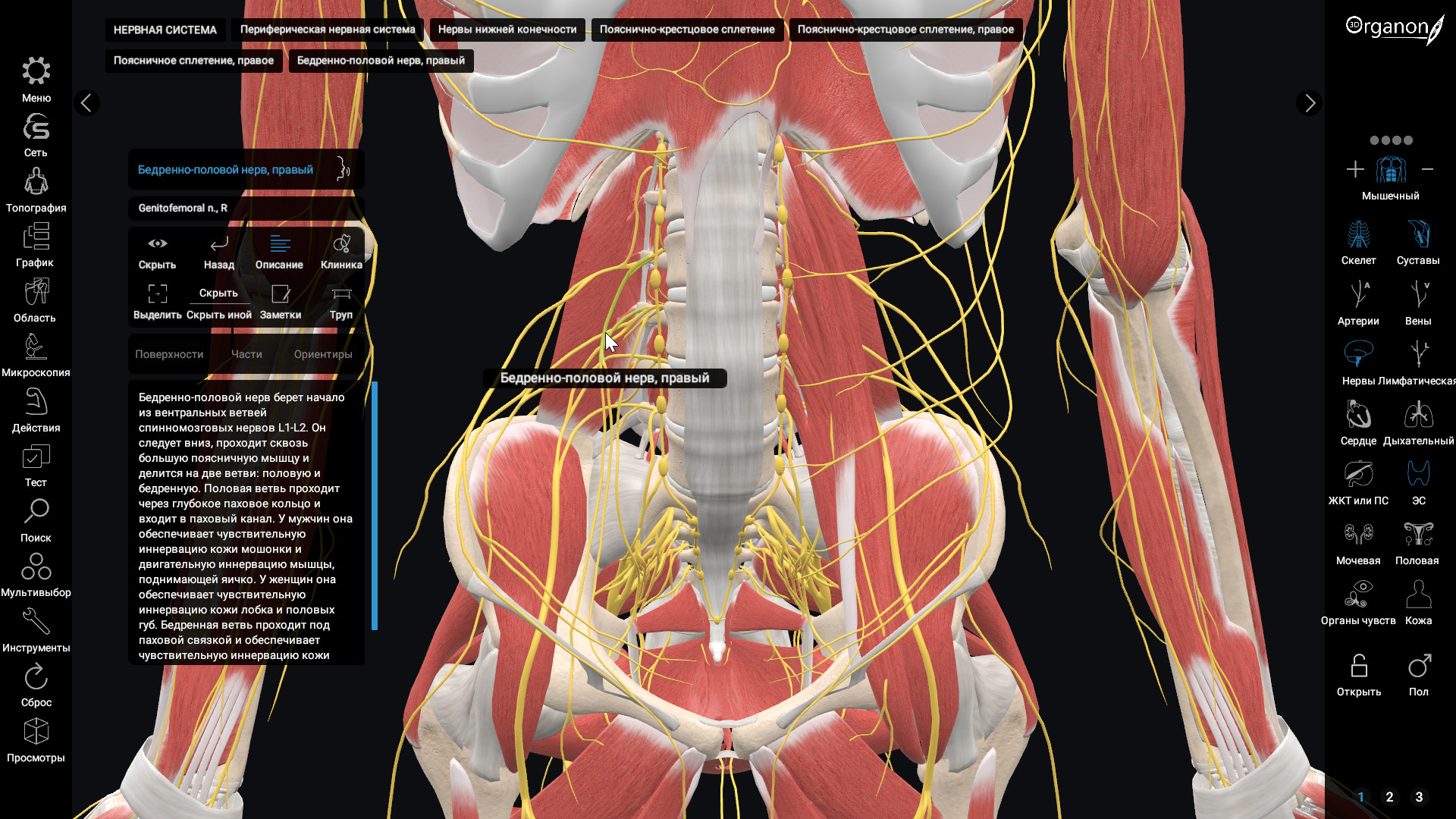 Organon anatomy. 3d Organon VR Anatomy. Программа анатомия человека 3d. Анатомия в динамике.