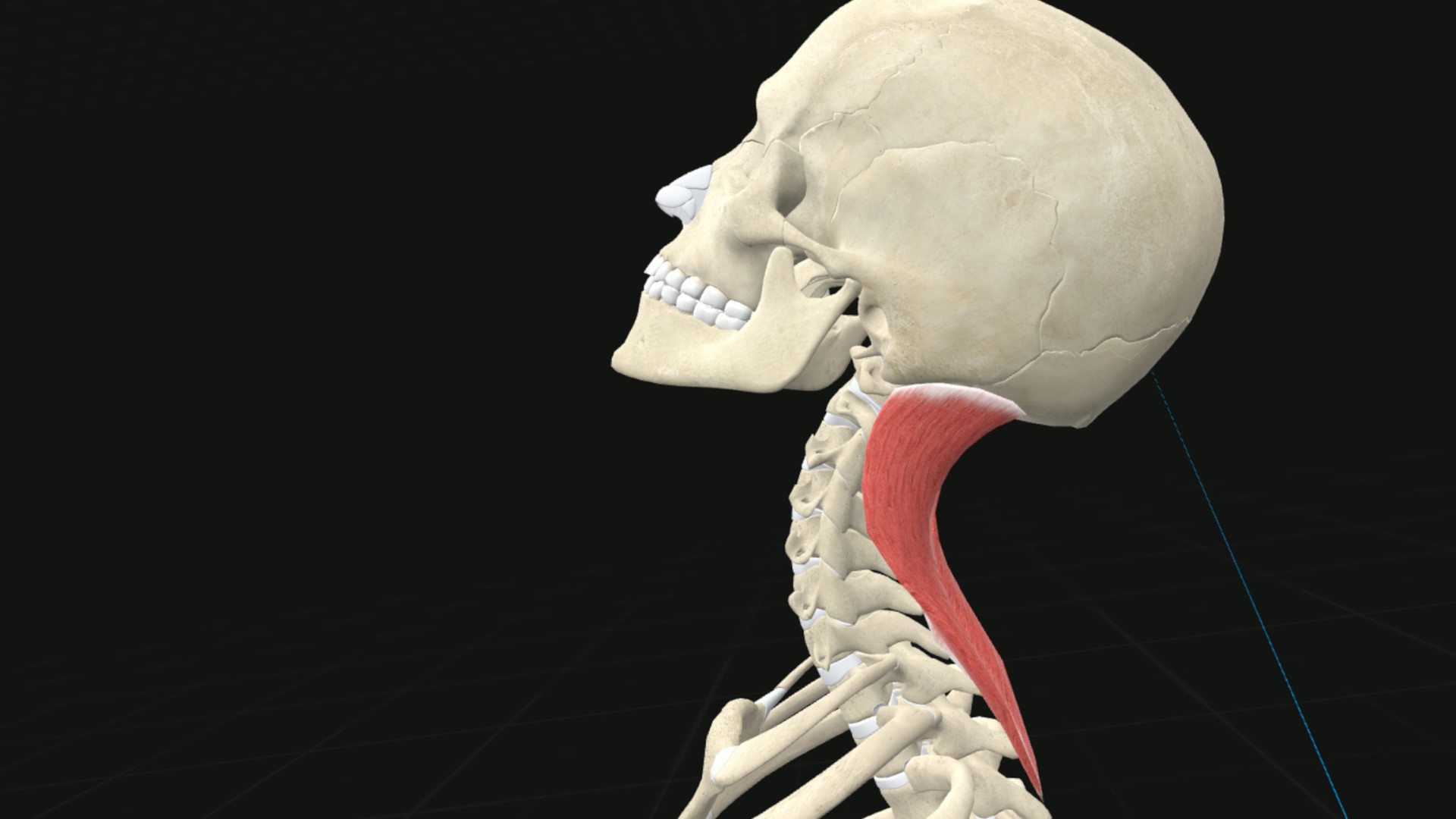3d Organon VR Anatomy. 3d Organon. Oculus Anatomy.